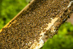 蜂蜜养殖