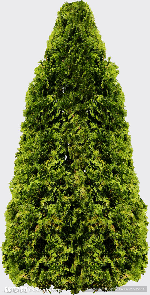 树