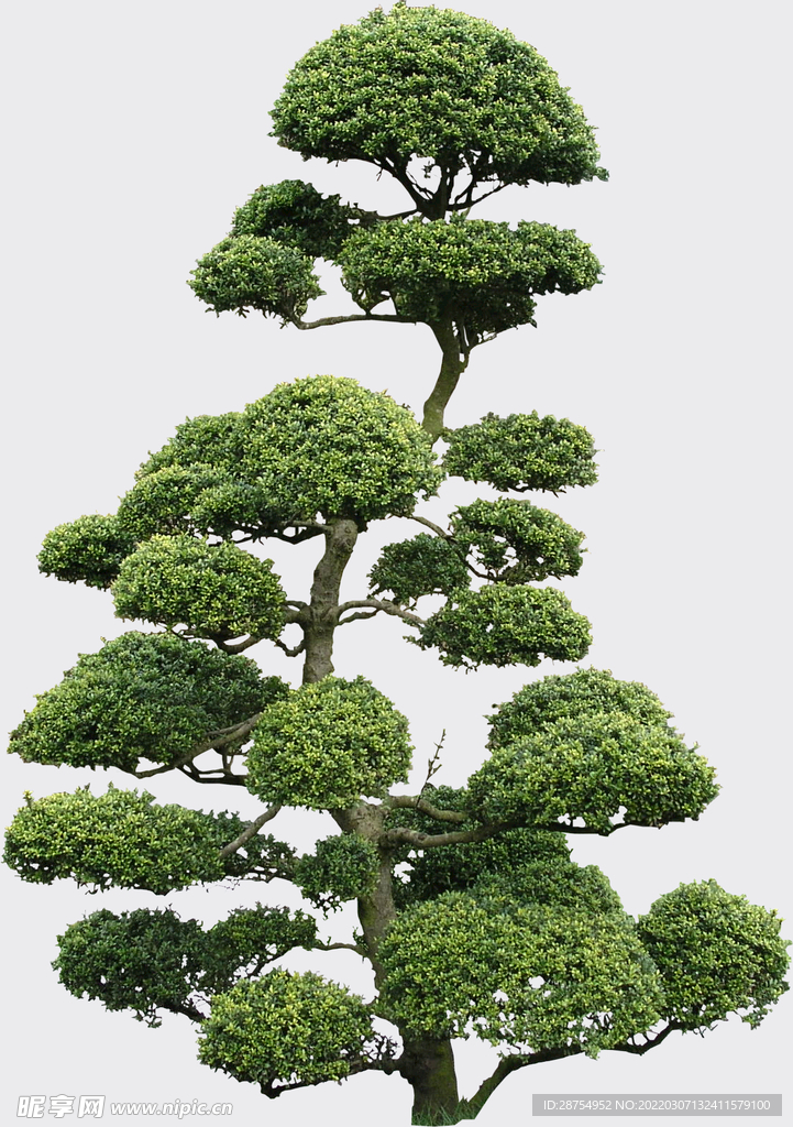 树