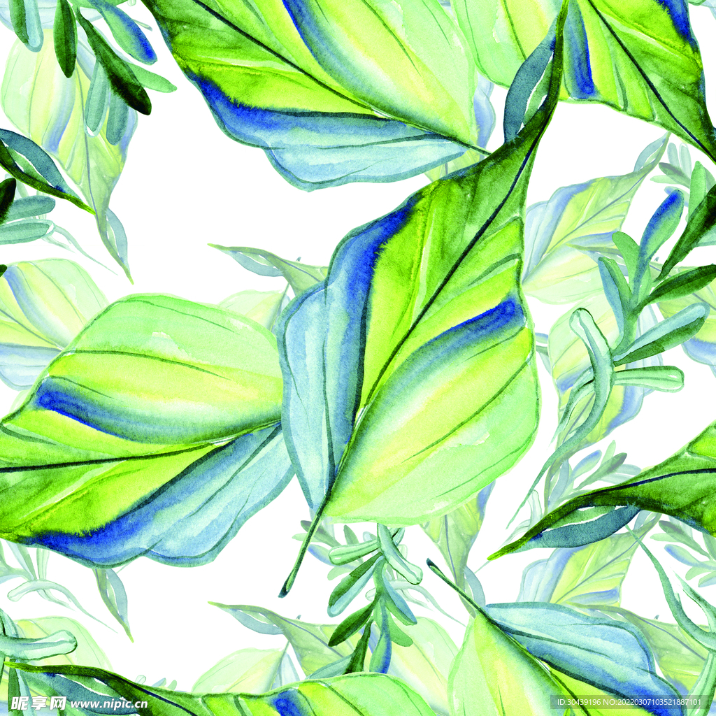 叶子  树叶   