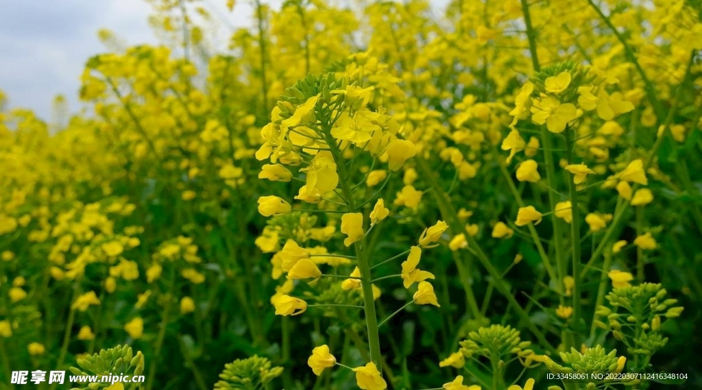 春季油菜花