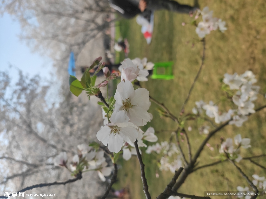 樱花