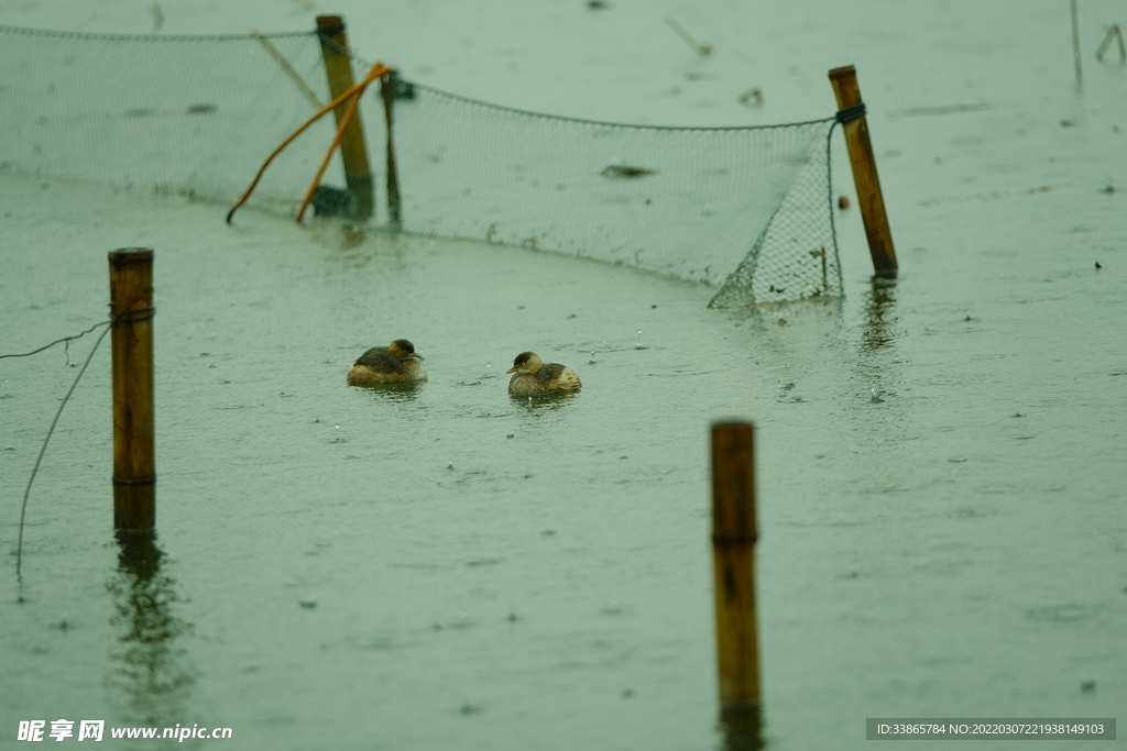 两只水鸟在雨中游泳