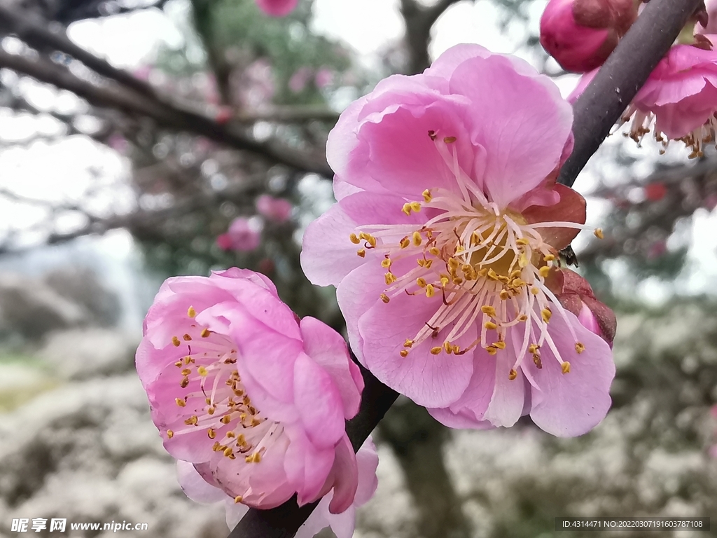 梅花