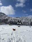 狗与白雪