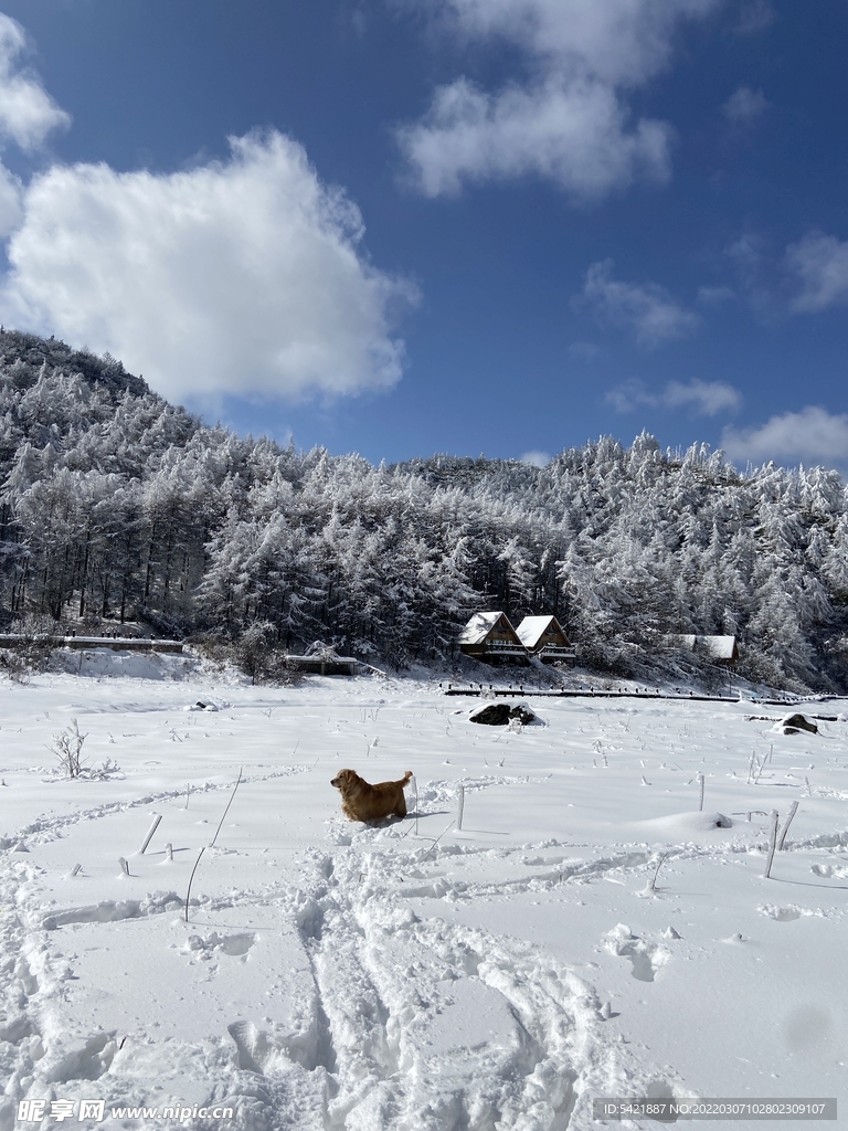 狗与白雪