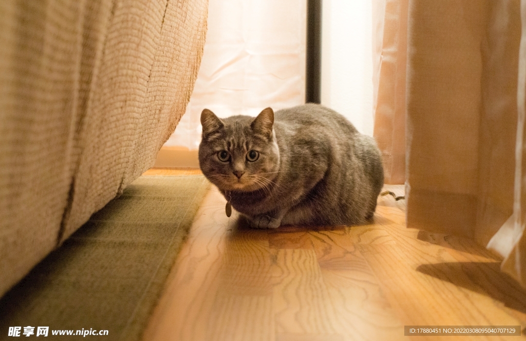 猫