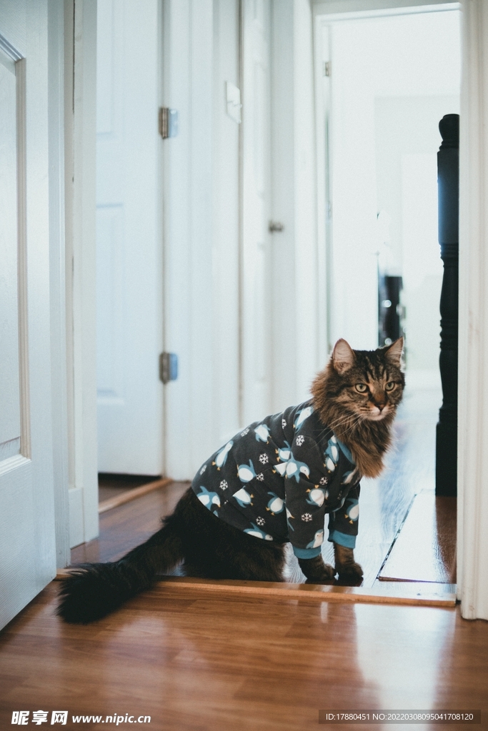 猫