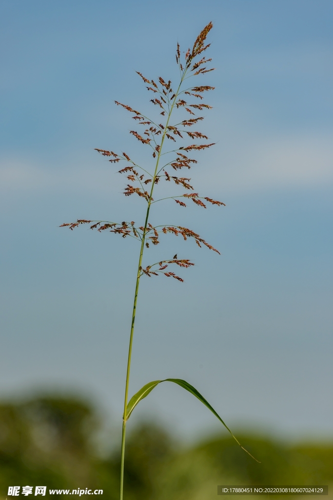 野草