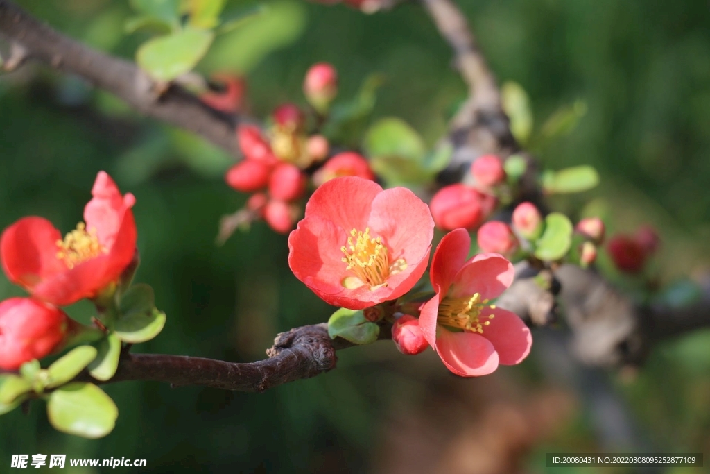 春天的海棠花摄影图片