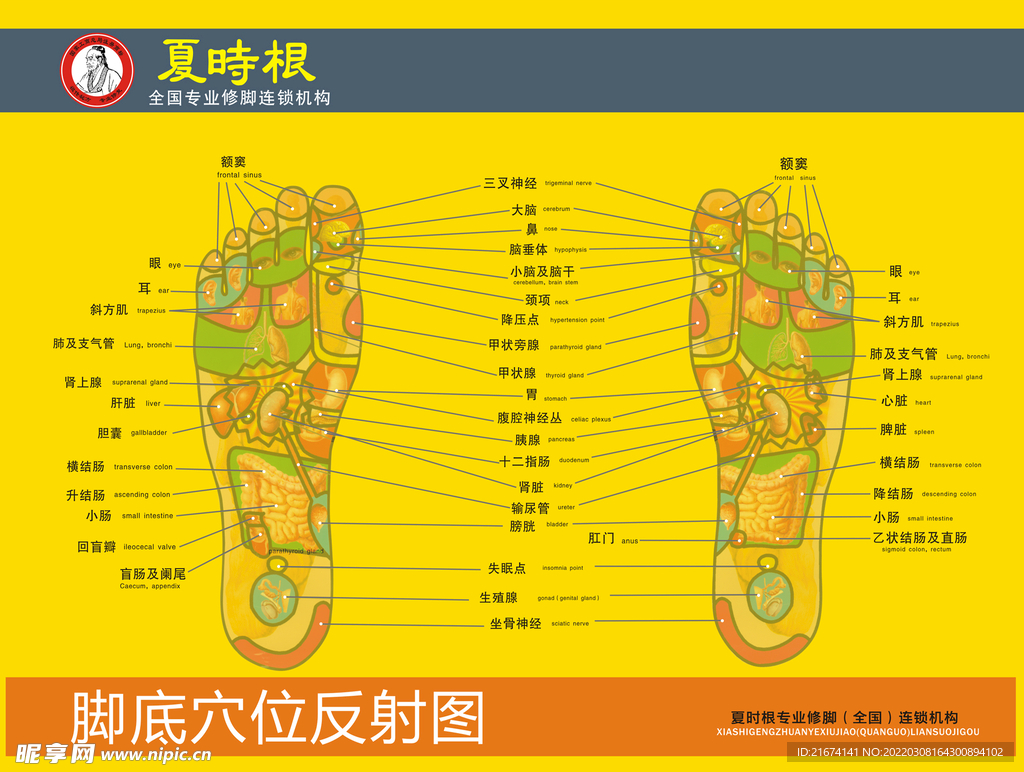 足部反射区挂图源文件__PSD分层素材_PSD分层素材_源文件图库_昵图网nipic.com