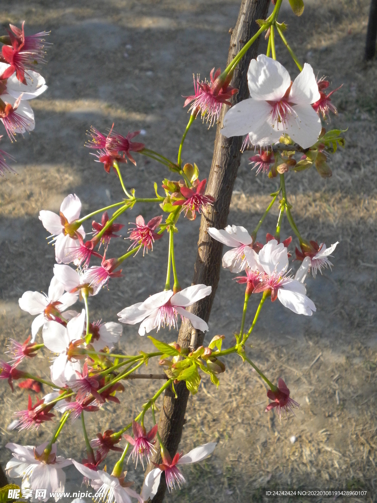 樱花