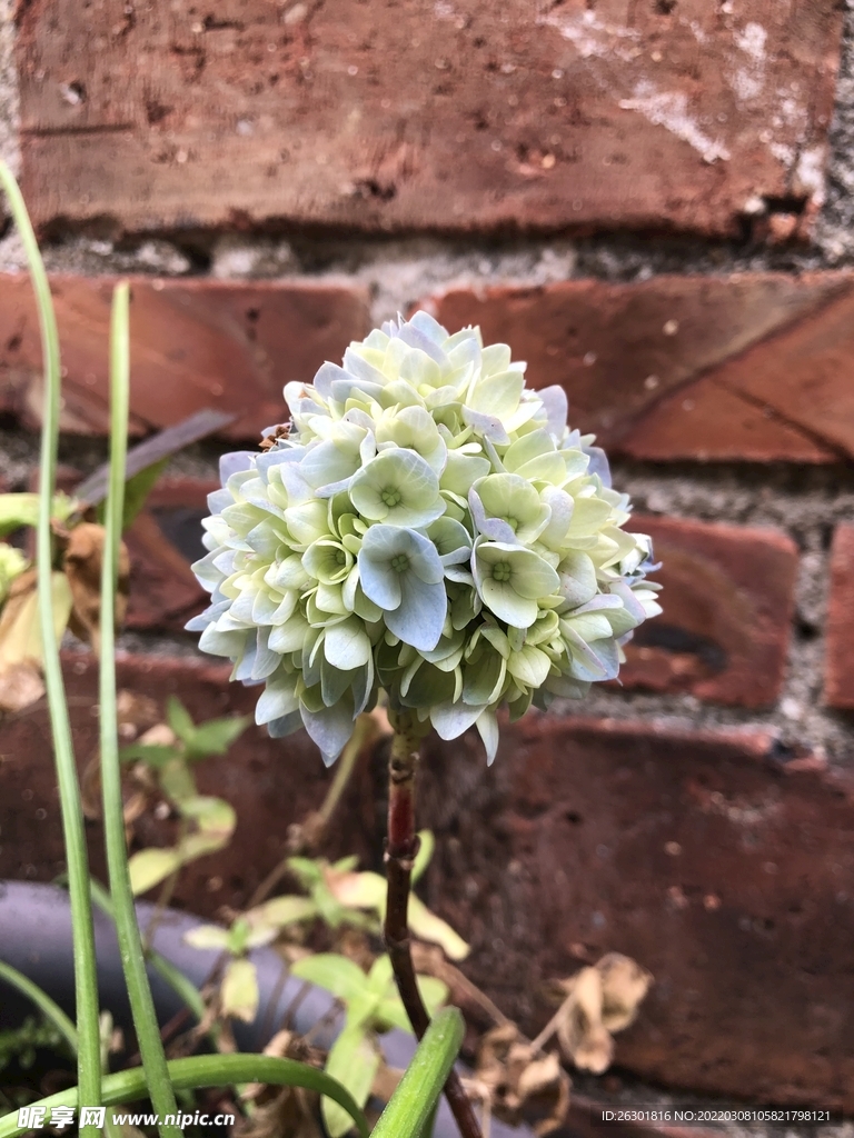 绣球花