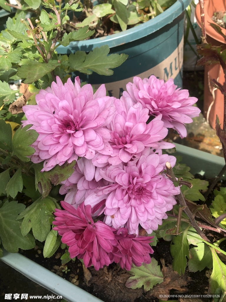 菊花