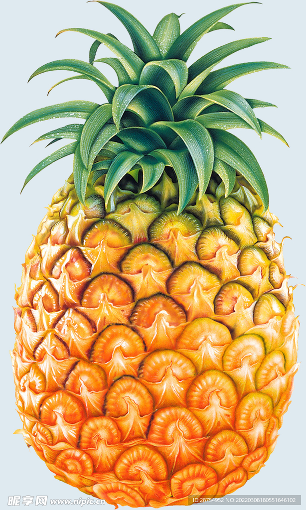 菠萝