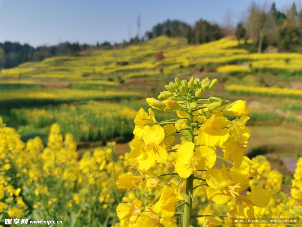 春季油菜花