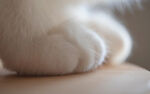 猫爪
