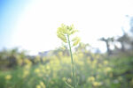 芥兰花