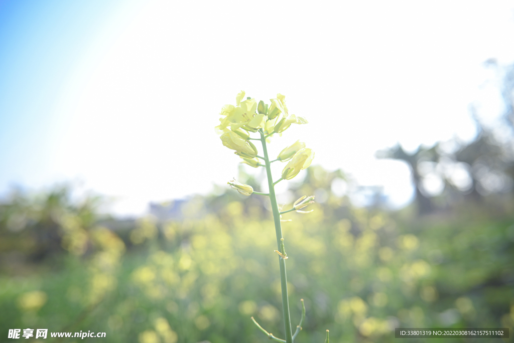 芥兰花