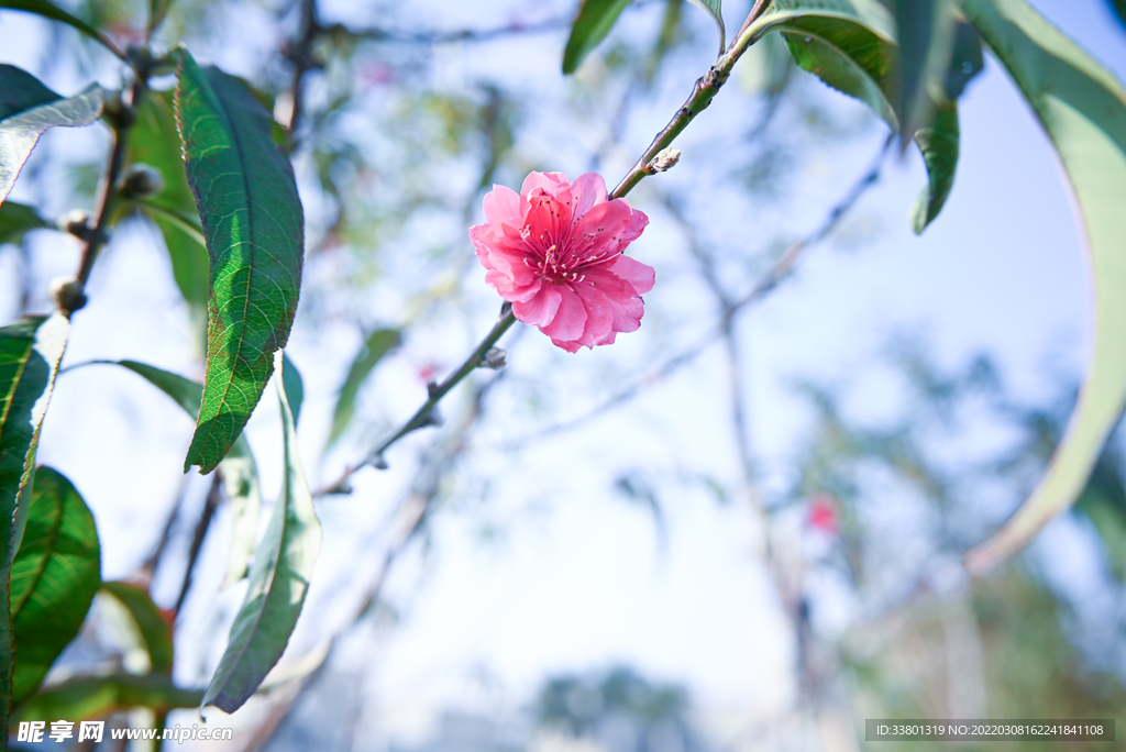 桃花