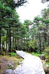 螺髻山-林间小道