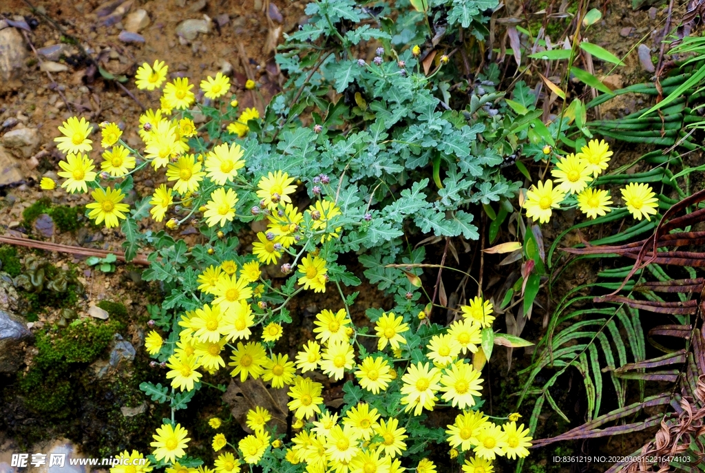 神农香菊