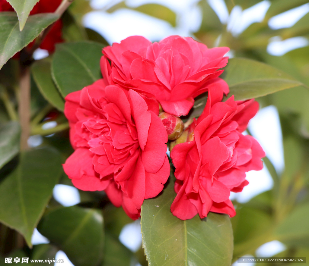 山茶花