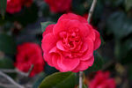 山茶花