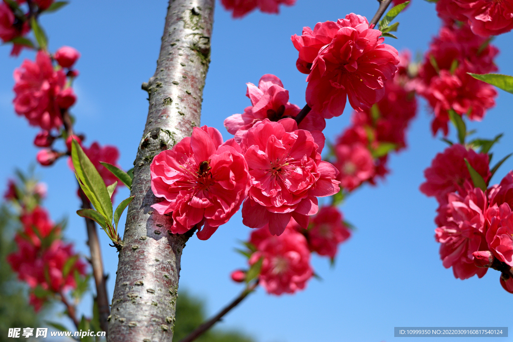 桃花特写