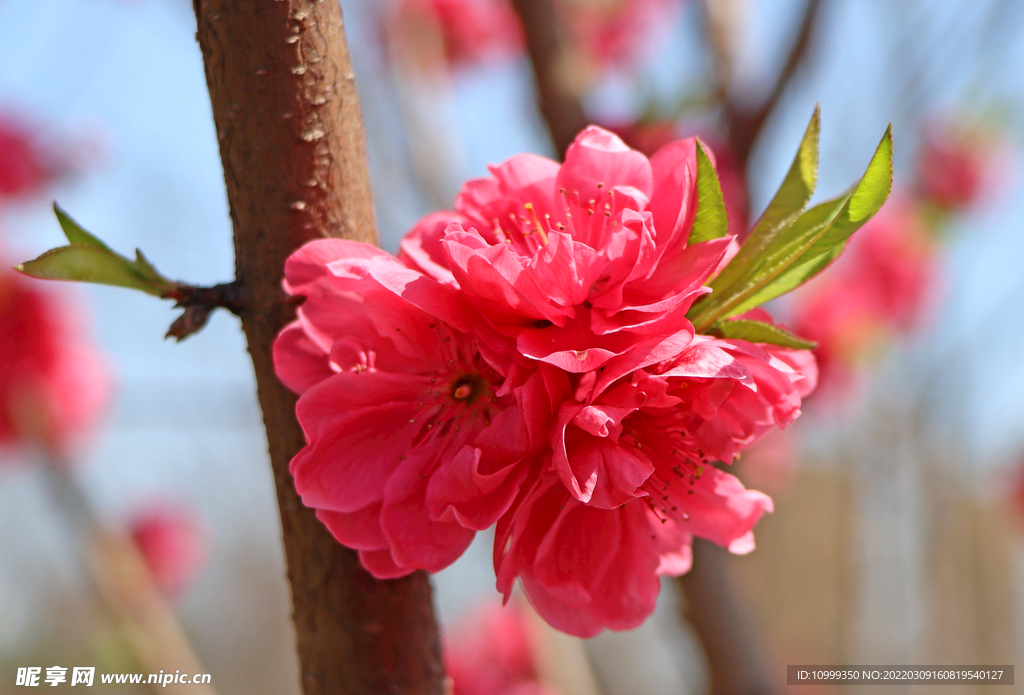 桃花特写