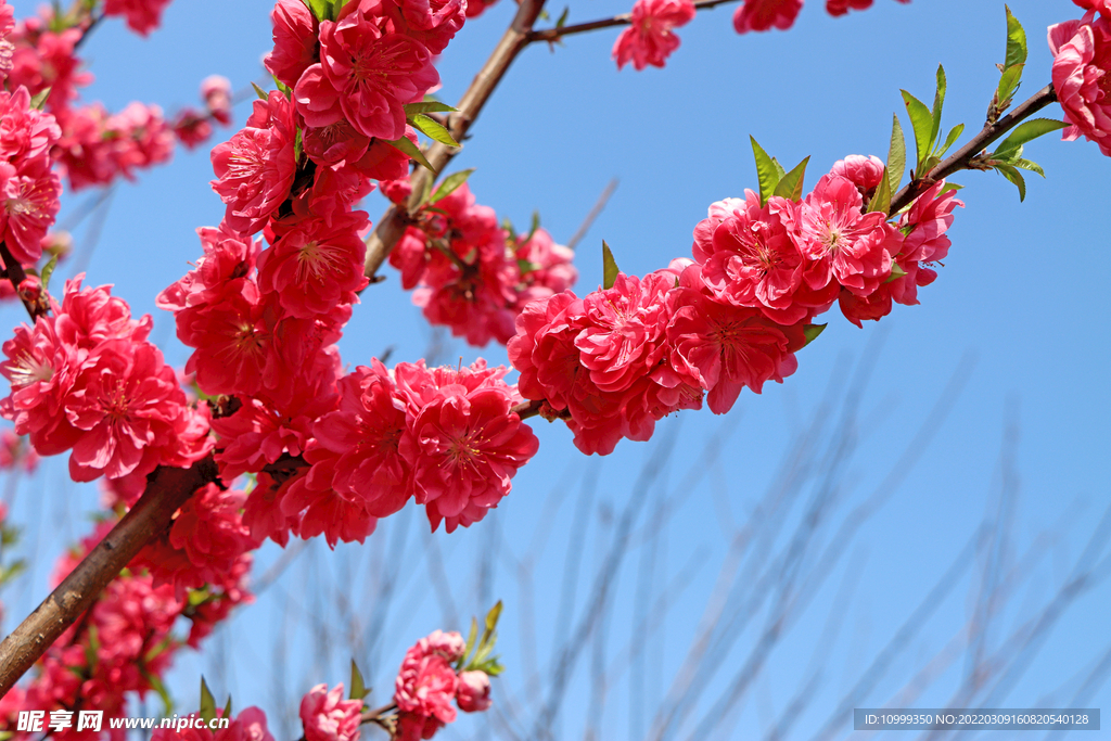 桃花