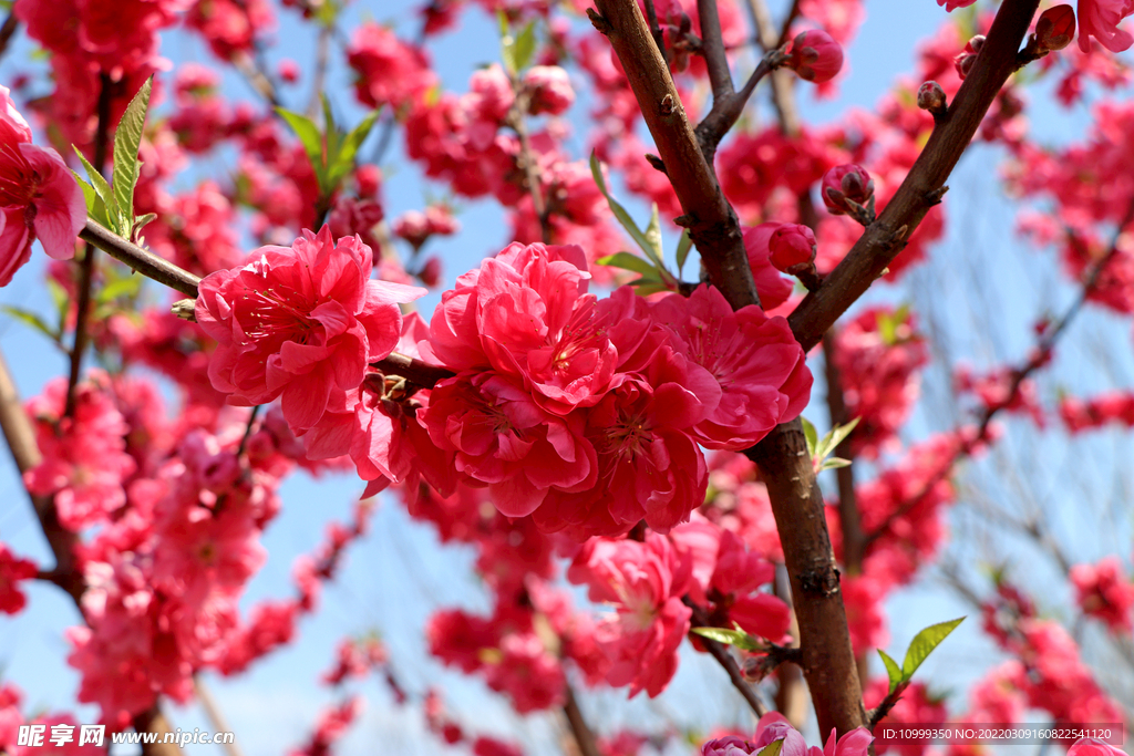 桃花盛开