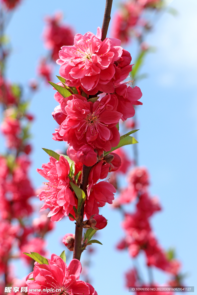 桃花开