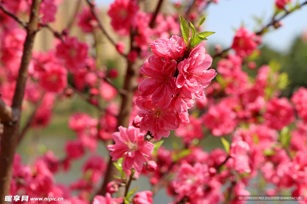 粉红桃花