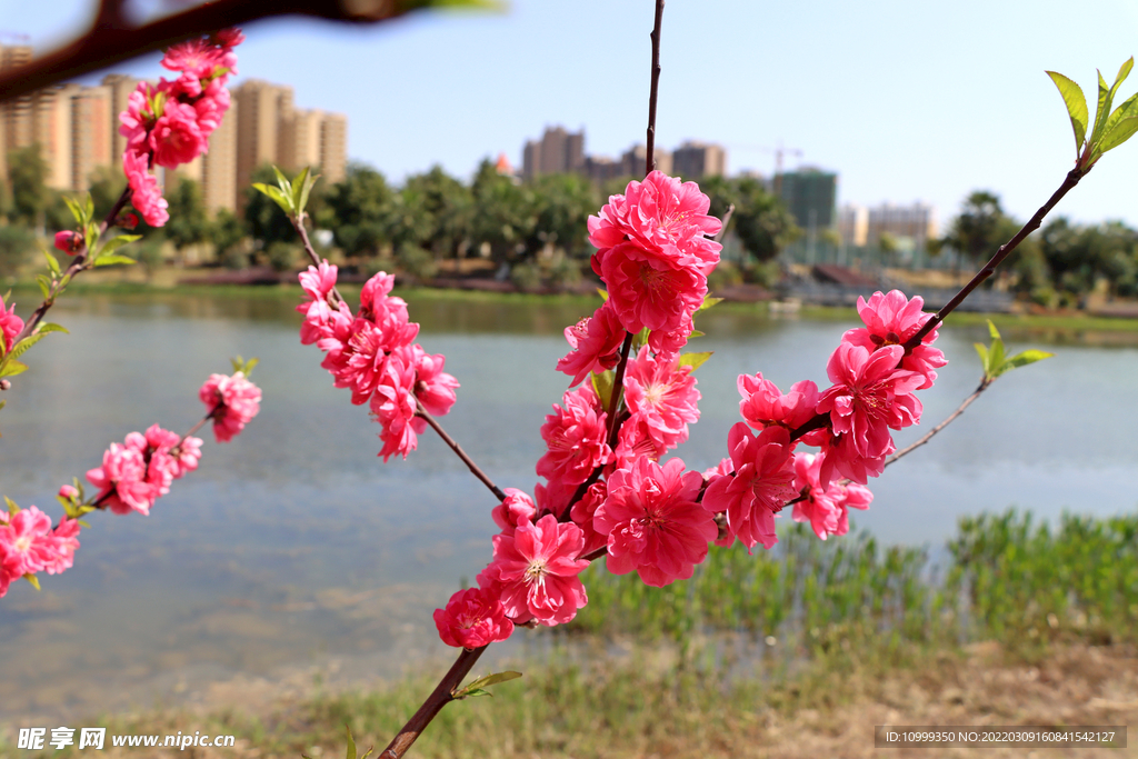 湖边桃花枝