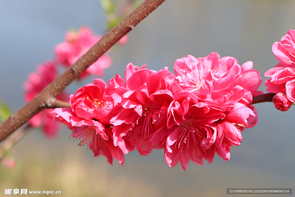 粉红桃花 