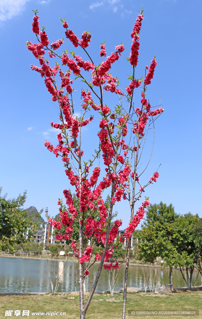 湖边桃花