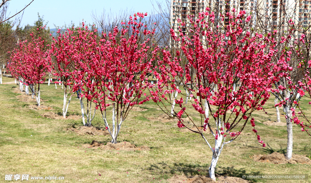 一排桃花树