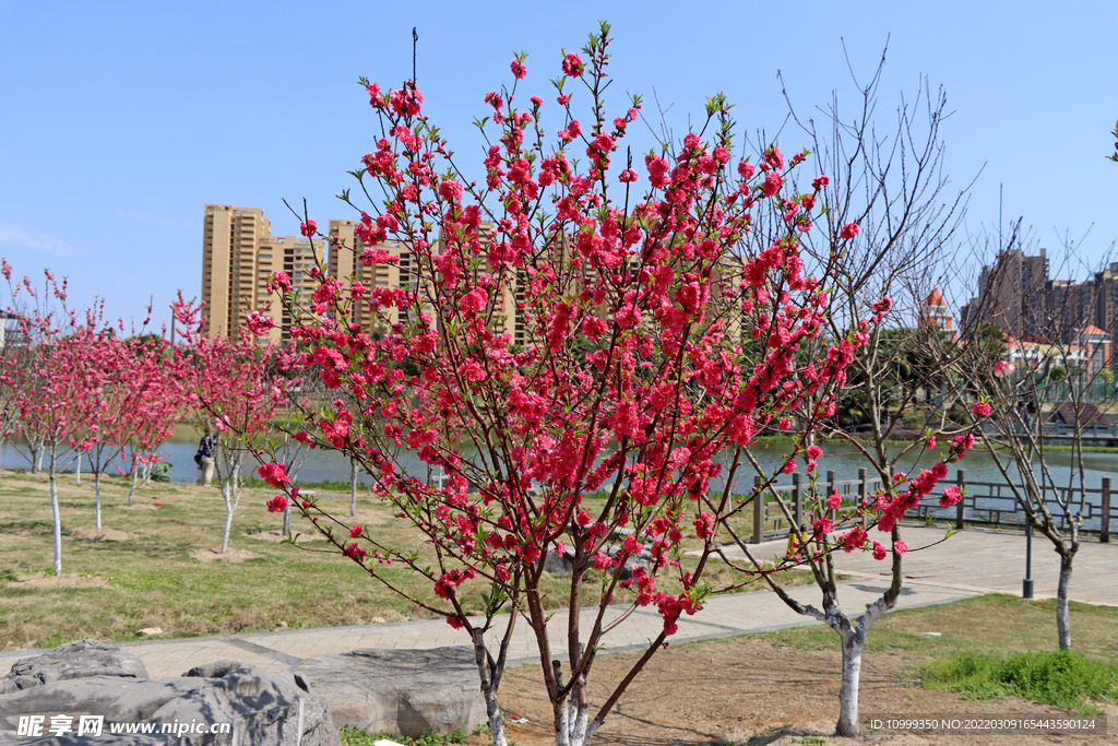 湖边桃花林