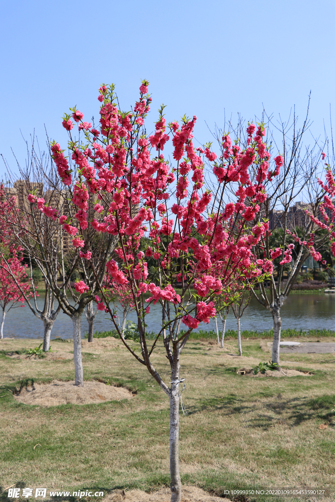 湖边桃花盛开