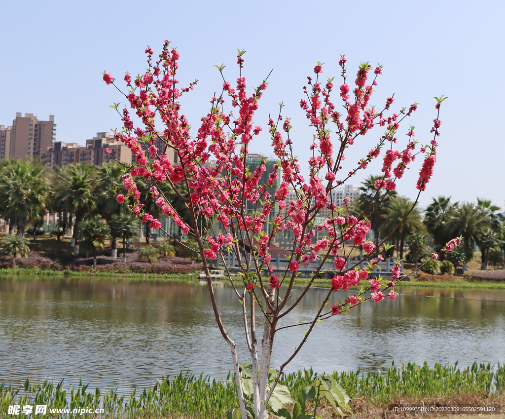 湖边桃花