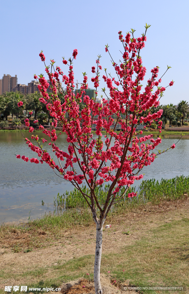 湖边桃花树