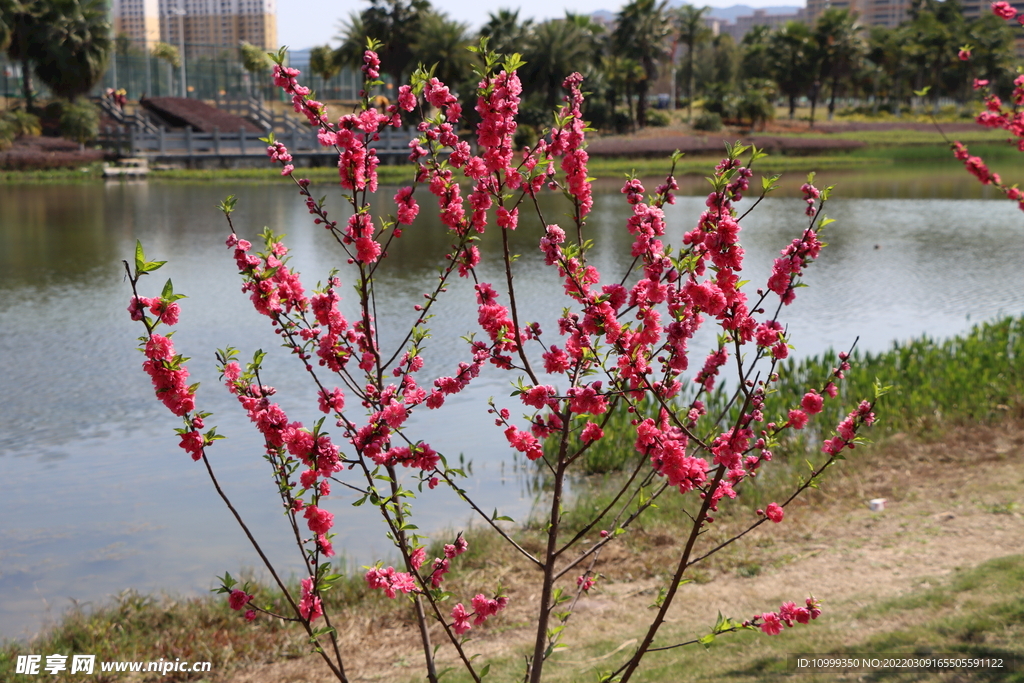 湖边桃花