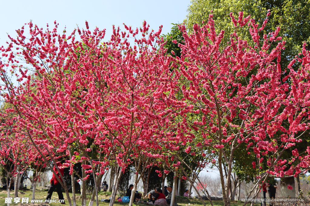 桃花林