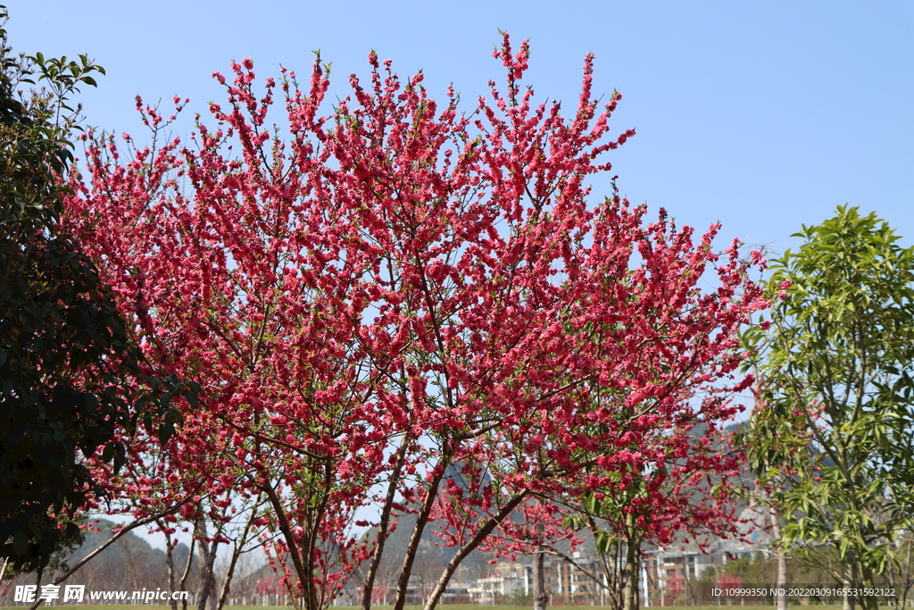 一树桃花