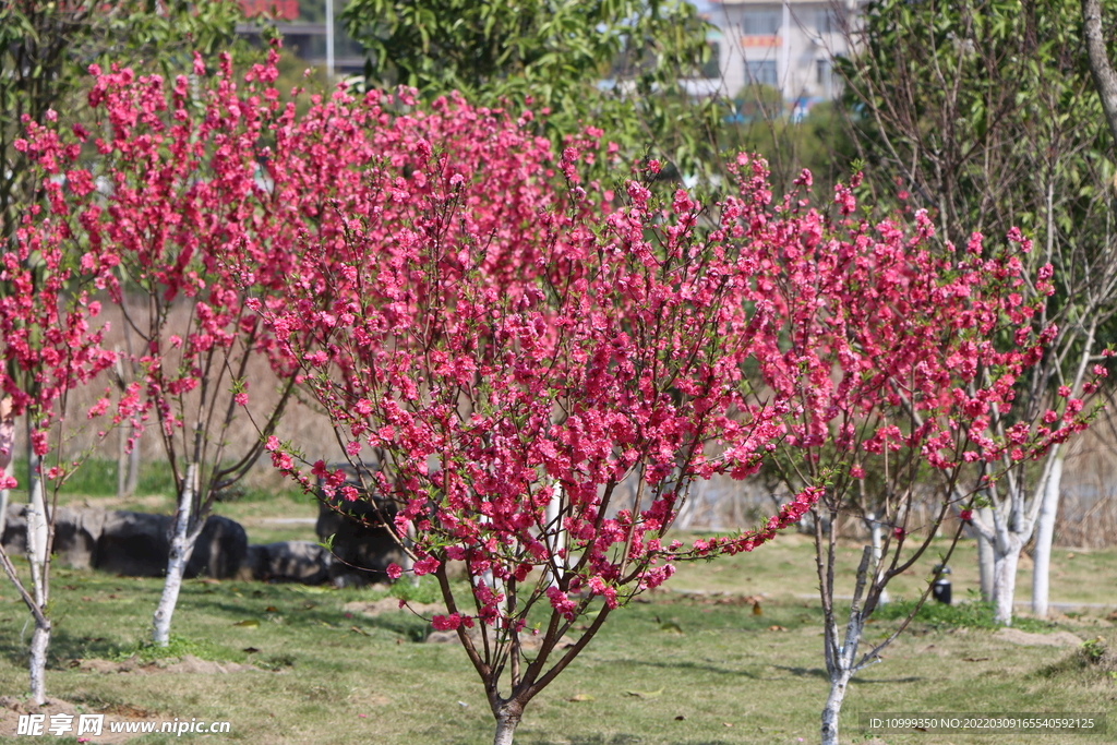 桃花树