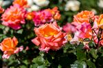 丰花月季花