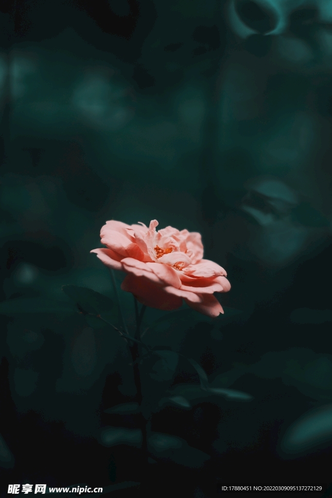 月季花