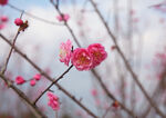 红梅花梅花