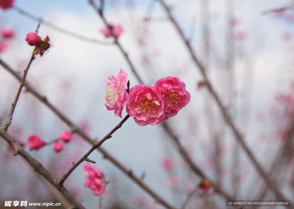 红梅花梅花